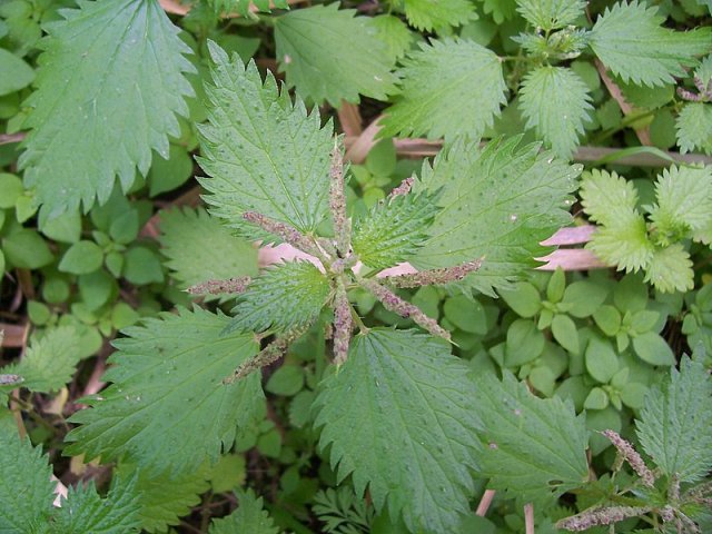 Urtica membranacea / Ortica membranosa